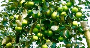 কুল চাষে এইবার তৈরী হচ্ছে নতুন নতুন উদ্যোক্তা