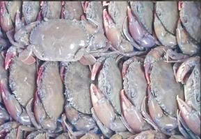 বাণিজ্যিকভাবে কাকড়াঁ চাষে শীর্ষে এখন সাতক্ষীরা জেলা !