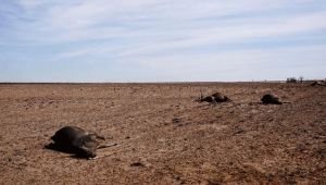 যুক্তরাষ্ট্রের টেক্সাসে ইতিহাসের সবচেয়ে বড় দাবানল: হুমকির মুখে জনজীবন ও গবাদিপশু