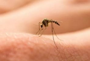 মশার উপদ্রব বৃদ্ধিতে অতিষ্ঠ সিলেটবাসী