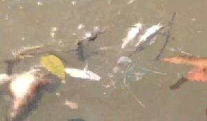 চট্টগ্রামের এস আলম সুগার মিল অগ্নিকান্ড: হুমকির মুখে জলজ প্রাণী