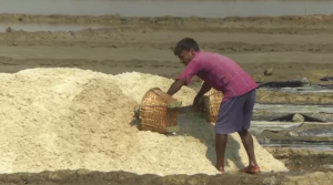 দালাল চক্রের দৌরাত্নে অসহায় উপকুলের লবণ চাষিরা