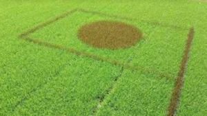 কুড়িগ্রামে ধানক্ষেতে জাতীয় পতাকার প্রতিচ্ছবি ফুটিয়ে তুলেন স্কুল শিক্ষক