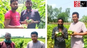 শসা বিক্রিতে চাষিদের কাছে পছন্দের শীর্ষে ‘স্বপ্ন’