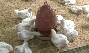 অসহ্য গরমে বিপাকে পড়ছেন পোল্ট্রি খামারিরা