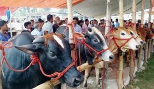 রাজধানীর যে সকল স্থানে বসেছে পশুর হাট