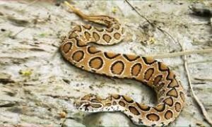 রাসেল'স ভাইপার নিয়ে আতংকিত হবেন না:স্বাস্থ্যমন্ত্রী